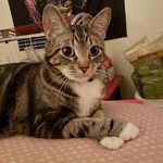 ❤ Kitty & Thomas ❤ - @allaboutdemkitties - Instagram