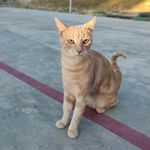Kitty Thomas - @kitty_europeo09 - Instagram
