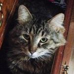 Mr.Kitty & Thomas O'Mally - @jam.yla - Instagram