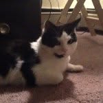 Kitty Alexander - @kittyboy925 - Instagram