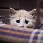Kitty Armstrong - @mysterykitty13 - Instagram