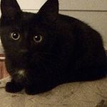 Barry - @barry_kitty_cat - Instagram