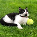 Bearded Kitty - @bearded.kitty - Instagram