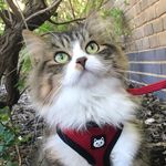 Duchess - @kitty.bear.duchess - Instagram