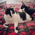 Funny_beard_Millo and Kitty_Domenica - @funny_beard_millo_sweety_kitty - Instagram