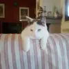 giulia valentini - @kittybeard - TikTok