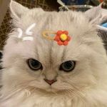 it's me nanas - @kittybeard_ - Instagram
