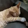 Kitty - @kittybeard52 - TikTok