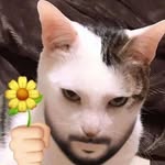 KittyCat🐱🐈🎀 - @_bearded.kitty - Instagram