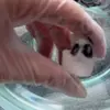 Kittywittybooboobear - @kittywittybooboobeard - TikTok