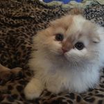 Merlin McDougal Phteven Mone - @merlins_beard_kitty - Instagram