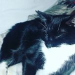 queen_savge_boss_meh😜 - @kittybeardog - Instagram