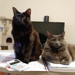 Azula & Momo - @thelastkittybender - Instagram