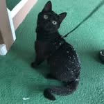 Bender - @_benderkitty - Instagram