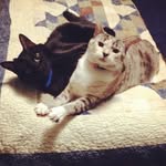 Bender And Kitty Bitty - @benderandkitty - Instagram