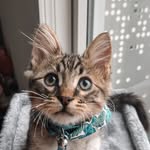 bender! - @benderthekitty - Instagram