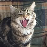 The Ferocious Kitten - @kitty.bender - Instagram