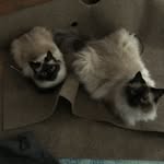 Toph and Bolin: Litter Benders - @thekittylitterbenders - Instagram