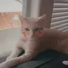 kitty2424 - @kitty.berger7 - TikTok