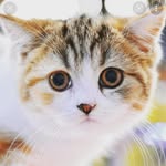 кошачки лав🥰🐱🐈 - @kitty__best_fun - Instagram