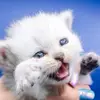 bestkittyusa - @bestkittyfl - TikTok