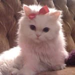 🐱 - @kit_tybest - Instagram