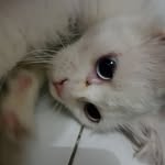 Kitty_01 - @kitty_best_01 - Instagram