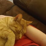 kitty kisses are the best - @w.e.r.i.d.m.a.d.i.s.o.n - Instagram