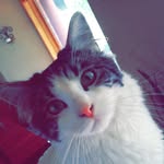 Kitty Bingham - @kitty_the_bingh - Instagram