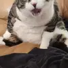 bobbyboucherkittyfever123 - @bobbyboucherkitty - TikTok