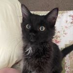 Chadwick The Cat - @chadwickthekitty - Instagram