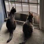 @chadwickandmisskitty - Instagram