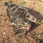 nelson wafers mr kitty coe🐱 - @nelsonthecat1 - Instagram