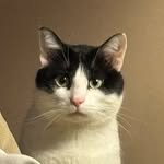 coleman - @coleman_the_ditch_kitty - Instagram