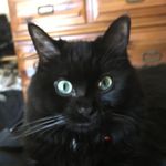 Colonel Whiskers 😻 - @compton_kitty - Instagram