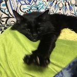 Compton - @kitty.of.compton - Instagram