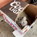 Ghetto Compton Cats - @comptonghettokitty - Instagram