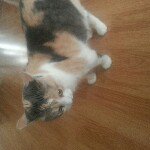 @meowkittycompton - Instagram