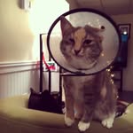 Kitty Cone - @kittycone - Instagram