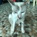 Kitty Cone - Facebook