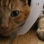 Kitty Cone - @jimmykittycone - Instagram