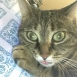 Kitty Cone Head - @kitty.cone.head - Instagram