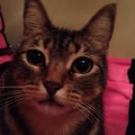Kitty Is My name - @kitty.cones - Instagram