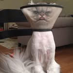 Kitty - @kittyconehead - Instagram