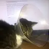 KittyCone - @kittyconetv - TikTok