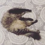 Kitty Cooper - @kittyschmittycooper - Instagram