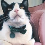 Copeland - @copelandthekitty - Instagram