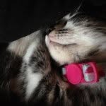 Copland Quinn Curtis - @copelands.kittygram - Instagram