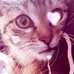 crowely_kitty - @crowely_kitty - Instagram