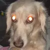 discwh0red.kitten12345 - @kittydavenport12 - TikTok